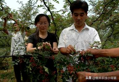 花椒树种植前景，花椒树种植方法