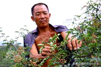 花椒树种植前景，花椒树种植方法