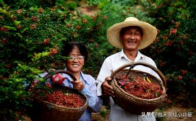 花椒树种植前景，花椒树种植方法