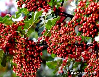 花椒树种植前景，花椒树种植方法