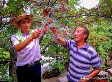 花椒树种植前景，花椒树种植方法