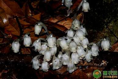 死植物水晶兰，死植物水晶兰