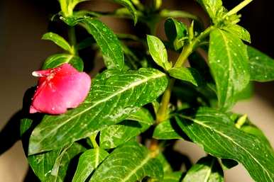 花叶蔓长春花育种方法视频，花叶蔓长春花育种方法