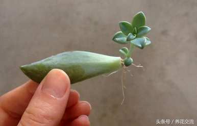 如何饲养多肉植物，如何饲养多肉植物可以晒太阳？