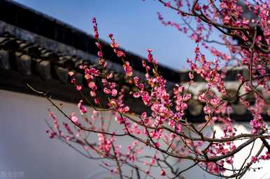 腊梅花怎么养最好看，腊梅花怎么养最好？