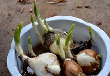 水培水仙花怎么养最好？水培水仙花需要换水吗？