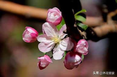 垂丝海棠花的种植方法，海棠花哪个品种最好？