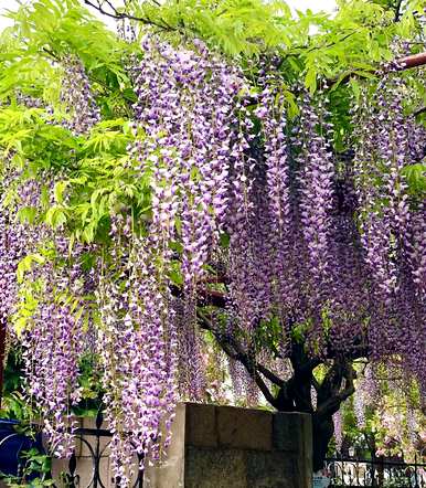 常绿藤本植物有哪些？常绿藤本开花植物在北方四季不落叶