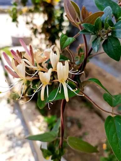 常绿藤本植物有哪些？常绿藤本开花植物在北方四季不落叶