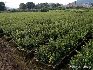 油茶树种植技术教学视频，什么时候种植最好？