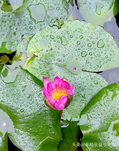 睡莲花语是什么意思？睡莲花语是什么意思？