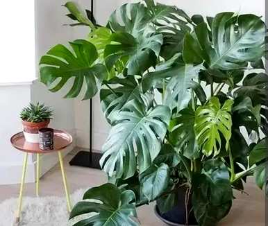 什么是室内观叶植物，什么是室内观叶植物？