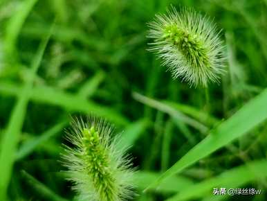 狗尾草花语是什么？狗尾草花语是为了坚持