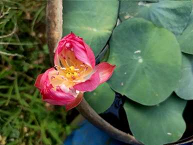 如何种植碗莲花，如何种植碗莲花