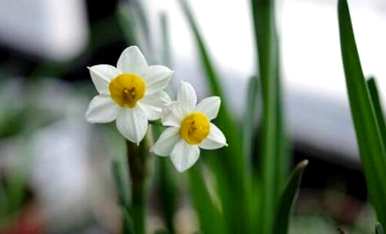 如何养殖水仙花，如何养殖水仙花