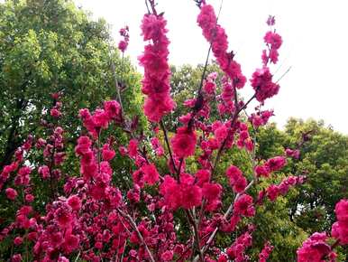 樱花树的花语和寓意是什么，樱花树代表什么？