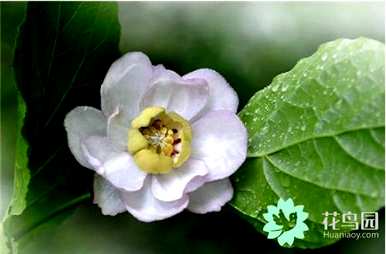 夏腊梅什么时候开花，夏腊梅花期一般多久？