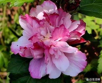 我的芙蓉花冬天怎么会郁郁葱葱，怎么养芙蓉花才会郁郁葱葱