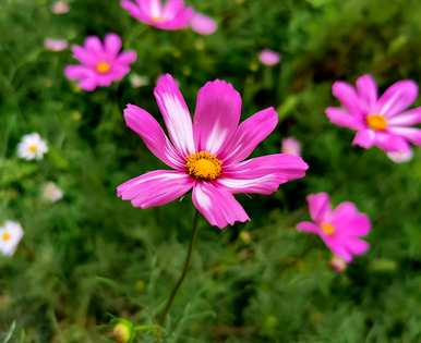 什么时候播种大波斯菊，什么时候播种大波斯菊