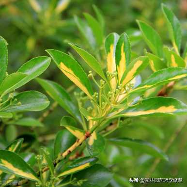 如何种植大叶黄杨球效果好，如何种植大叶黄杨球