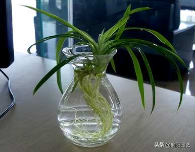 水中的热植物和水中的热植物有哪些？