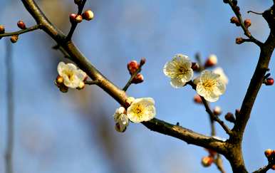 梅花是春天开的吗？梅花是冬天还是春天开的？