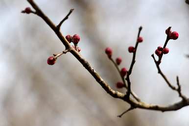 梅花是春天开的吗？梅花是冬天还是春天开的？