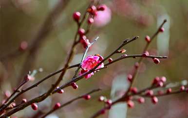 梅花是春天开的吗？梅花是冬天还是春天开的？