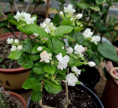 茉莉花应该怎么养？茉莉花的修剪方法