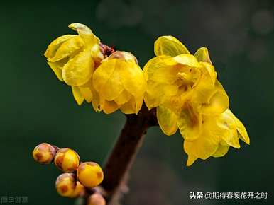 什么是腊梅花语，什么是腊梅花语朋友圈