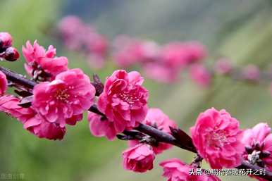 什么是腊梅花语，什么是腊梅花语朋友圈