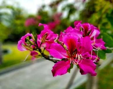 什么是羊蹄甲花语，什么是羊蹄甲花语？