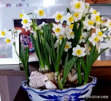 水仙花养殖教程，如何养殖水仙花