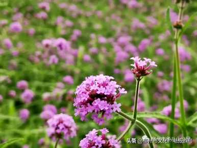 柳叶马鞭草的花语是什么，柳叶马鞭草的花语是什么？