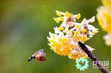 结香花能在家养吗？结香花能在家养吗？