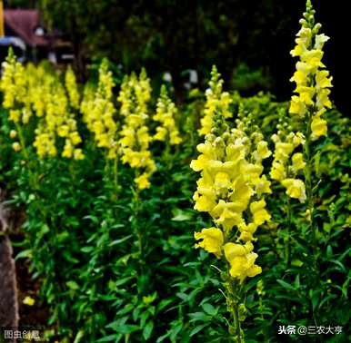 如何种植金鱼草种子，如何种植金鱼草种子