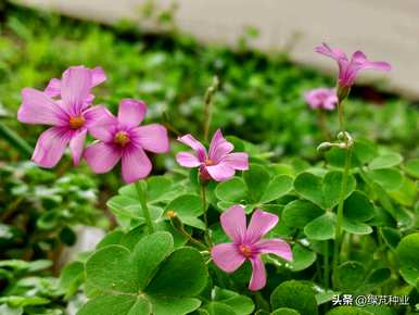 如何种植红花酸草视频，如何种植红花酸草