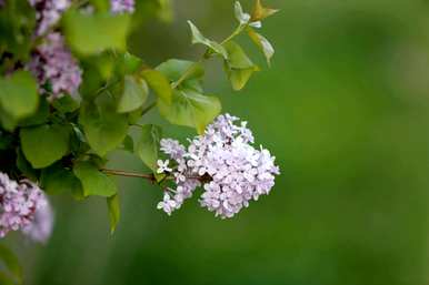 丁香花的象征意义是什么，古代丁香花的象征是什么？