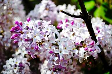 丁香花的象征意义是什么，古代丁香花的象征是什么？