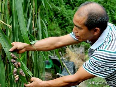 养蜗牛需要准备什么，养蜗牛需要准备什么？