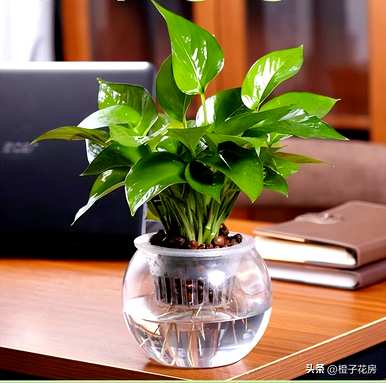 如何补救水养植物的烂根？水养植物最好养什么？