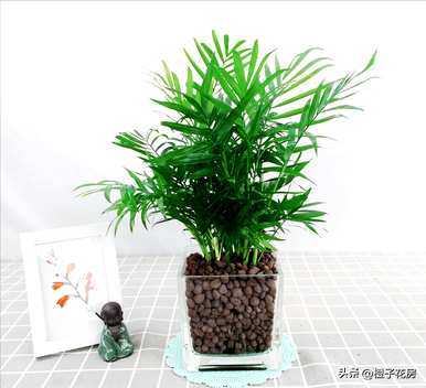 如何补救水养植物的烂根？水养植物最好养什么？