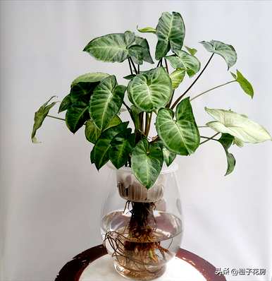 如何补救水养植物的烂根？水养植物最好养什么？