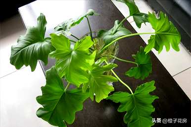 如何补救水养植物的烂根？水养植物最好养什么？