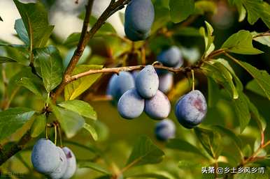 哪里适合种植西梅李子，哪里适合种植西梅李子