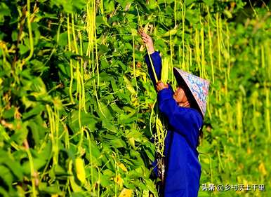 长豆什么时候种最好，长豆什么时候种最好