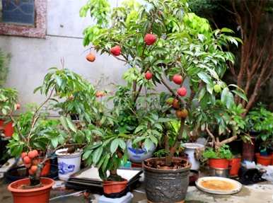 荔枝如何种植才能生存，荔枝小盆栽种植方法