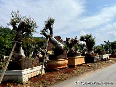 如何维护和管理清香木，维护室内盆景清香木