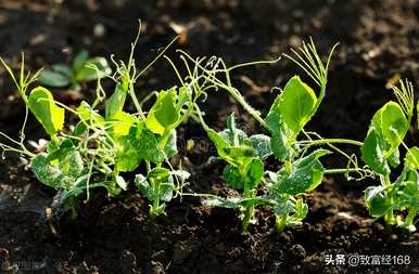 如何种植豌豆苗菜，豌豆苗的种植利润