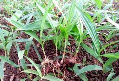 白芨适合在哪里种植，白芨适合在哪里种植